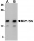 Mimitin Antibody